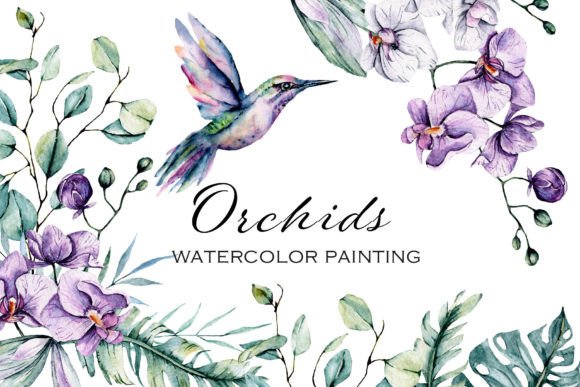Download Orchids and Hummingbird Watercolor Set. - Hummingbird watercolor Collection